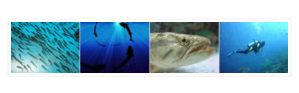 negozio pesca